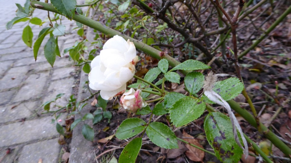 bearb_p1050564_roseweiss