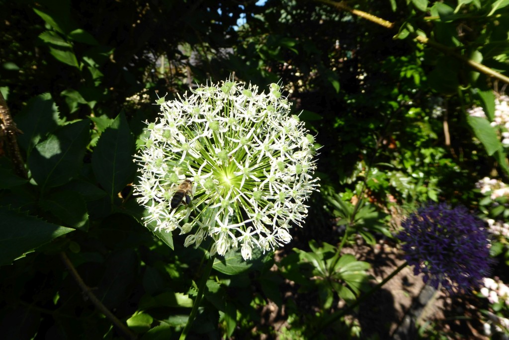 P1070801_1920